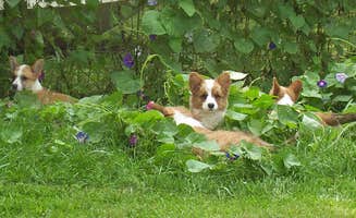 Candida H.'s photo of camping with pets at The Warriors of the Rainbow Horse Sanctuary, Inc. near Stockton, MO