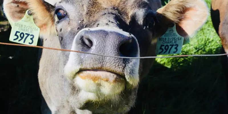 Camper submitted image from Cougar Camp