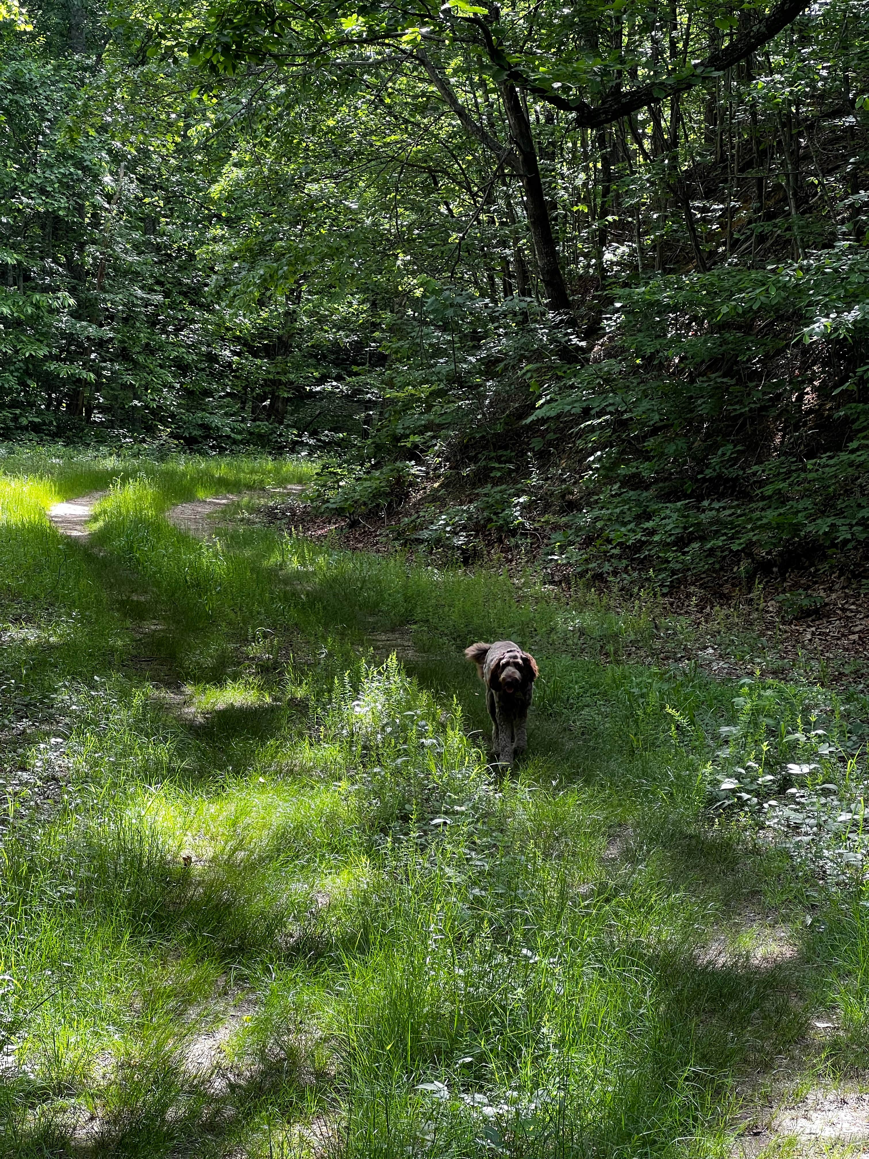 derek M.'s photo of camping with pets at Old NC 105 - Dispersed Camping near Pinehurst, NC