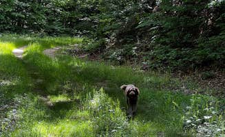 derek M.'s photo of camping with pets at Old NC 105 - Dispersed Camping near Pinehurst, NC