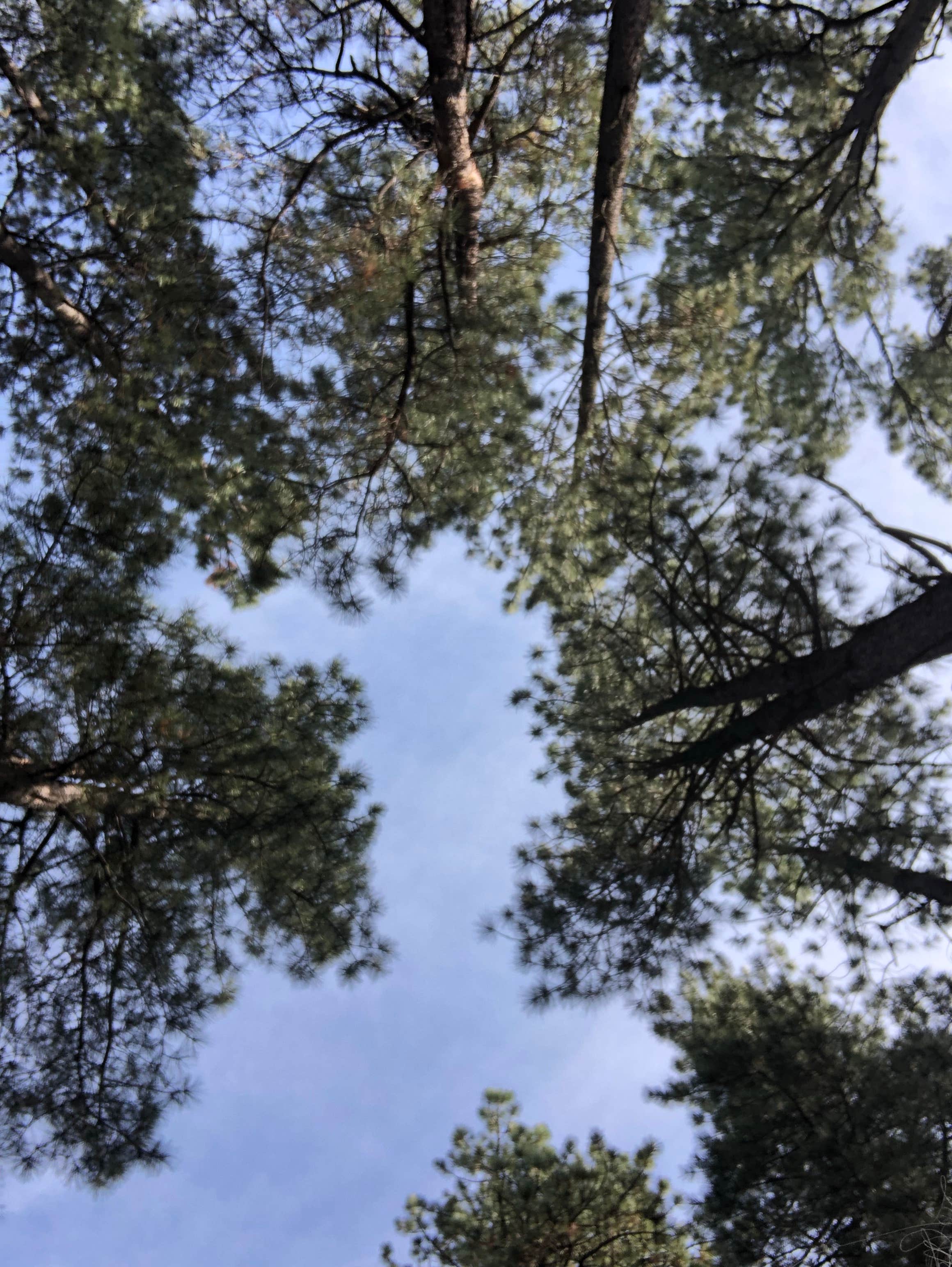 Camper-submitted photo at Alpine Divide Campground near Springerville, AZ