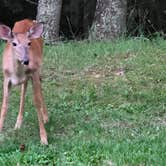Review photo of Pipestem Resort State Park Campground by Amy G., June 26, 2022