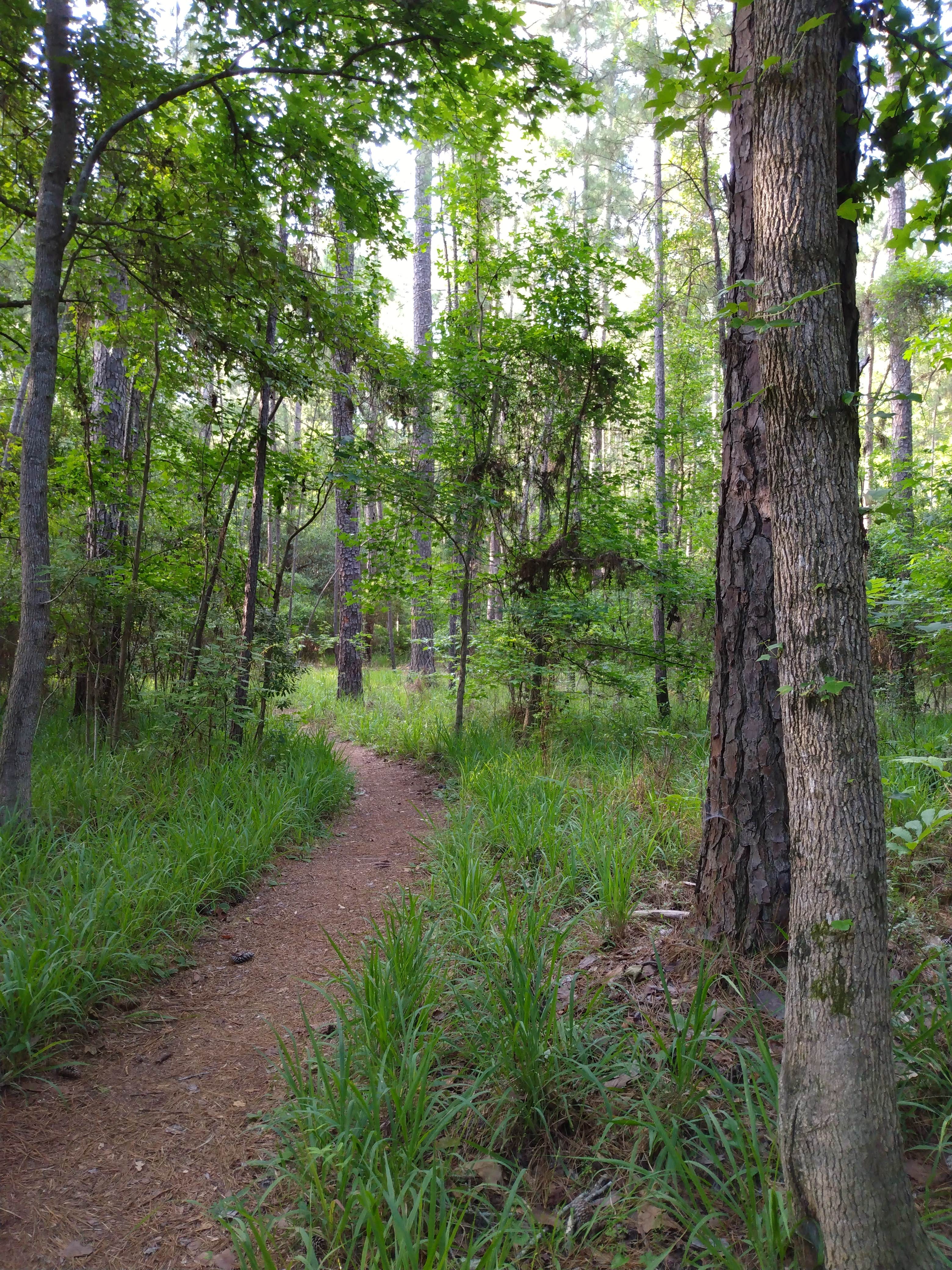 Camper submitted image from The Lakeshore Campground — Santee State Park - 4