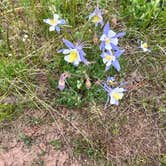 Review photo of Stillwater Pass Dispersed Campsite by amie M., June 26, 2022