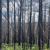 Review photo of Stillwater Pass Dispersed Campsite by amie M., June 26, 2022