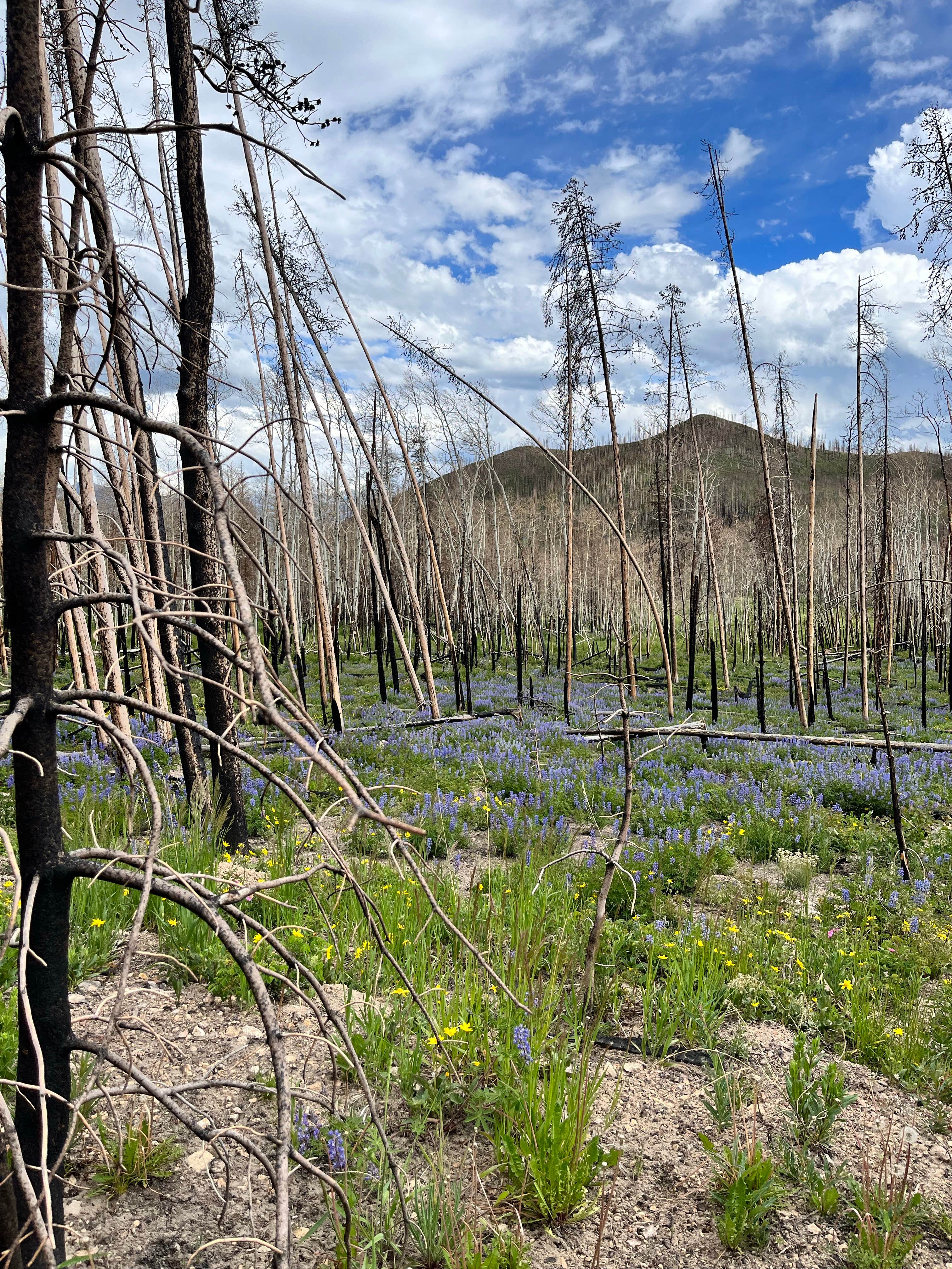 Camper submitted image from Stillwater Pass Dispersed Campsite - 5