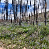 Review photo of Stillwater Pass Dispersed Campsite by amie M., June 26, 2022