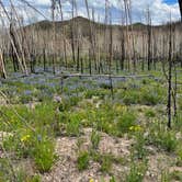 Review photo of Stillwater Pass Dispersed Campsite by amie M., June 26, 2022