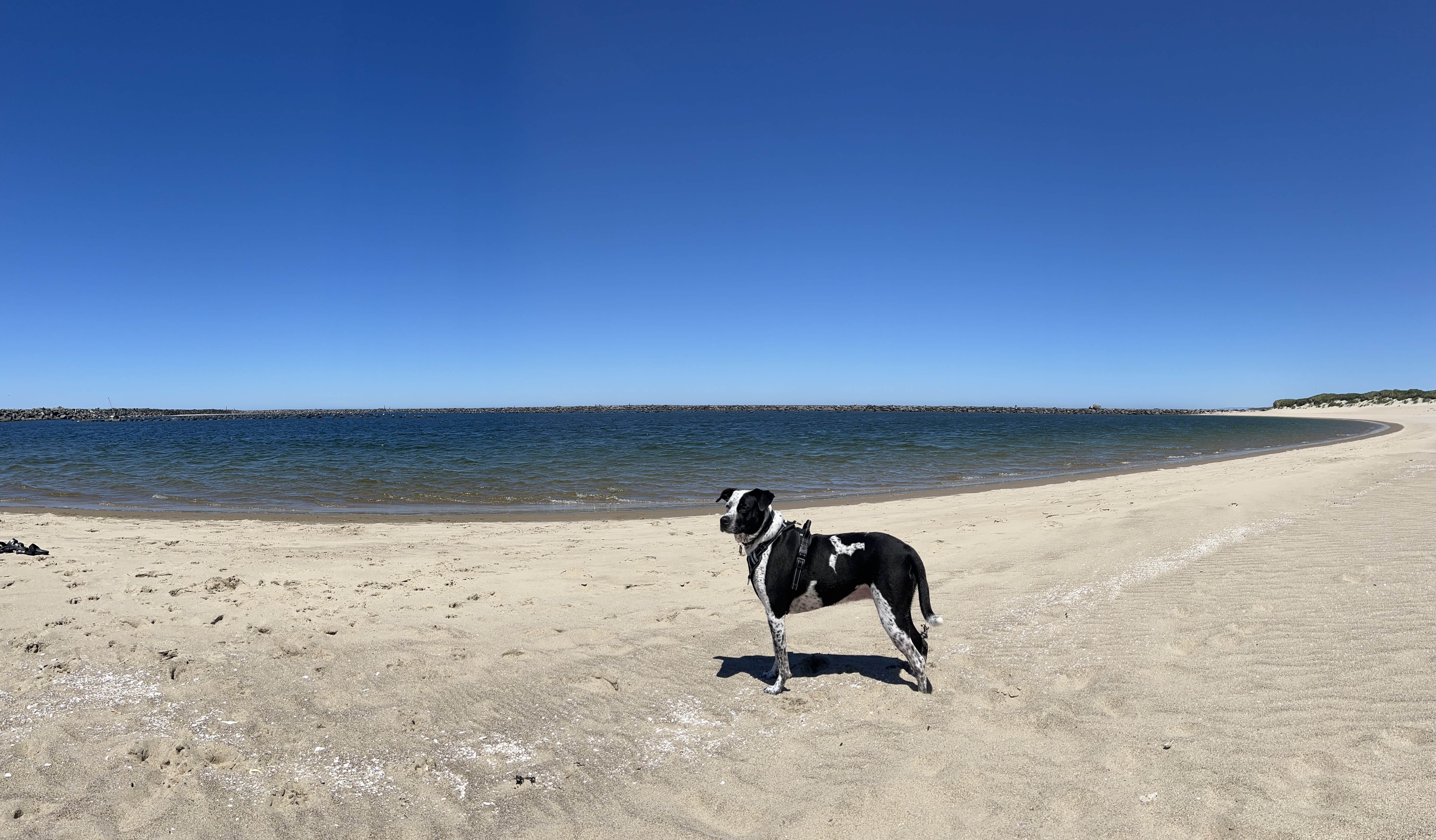 Dawn K.'s photo of camping with pets at Windy Cove Campground (Section A) near Coos Bay, OR