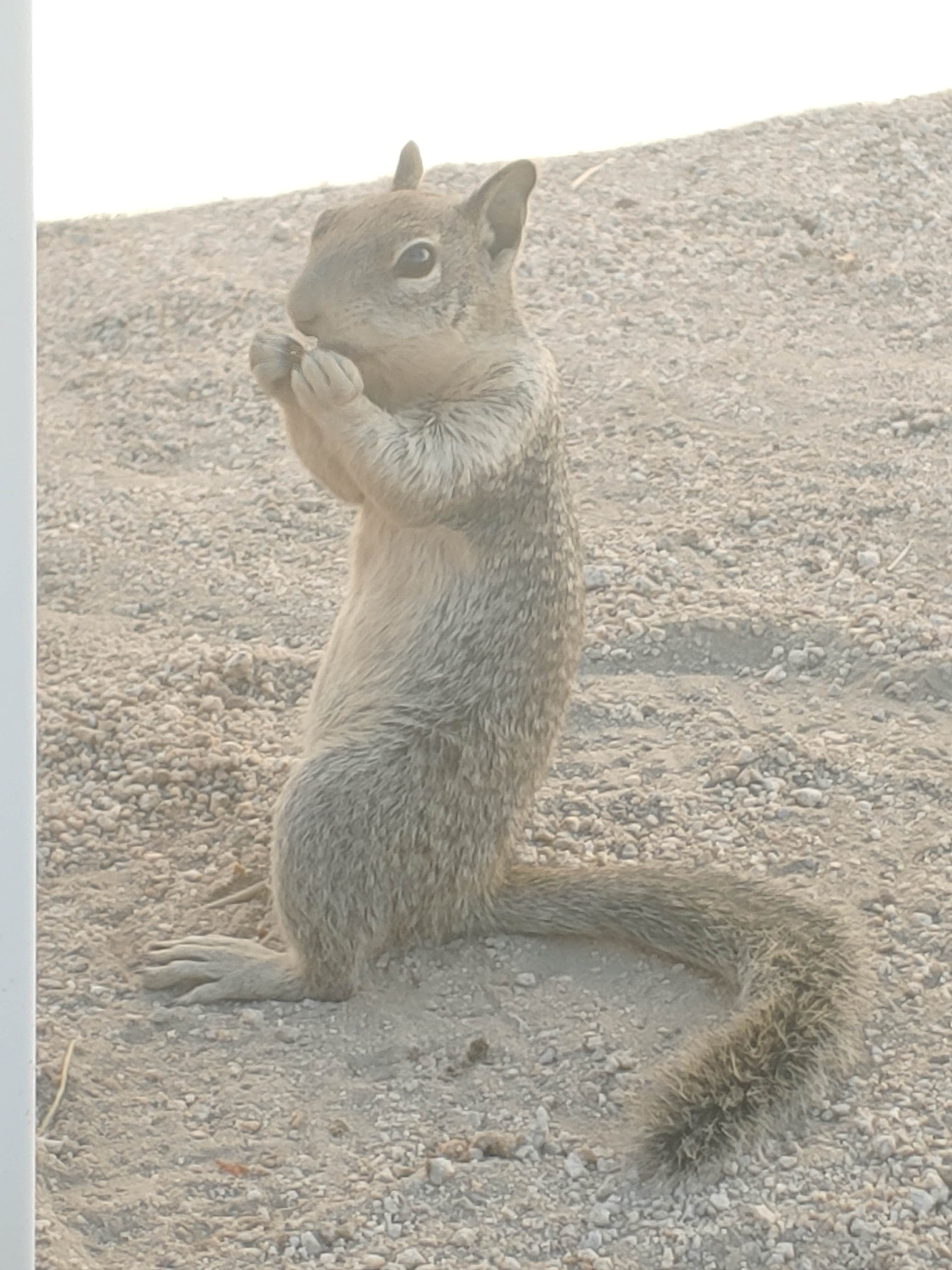 Stephanie M.'s photo of camping with pets at Ryan Campground — Joshua Tree National Park near Indio, CA