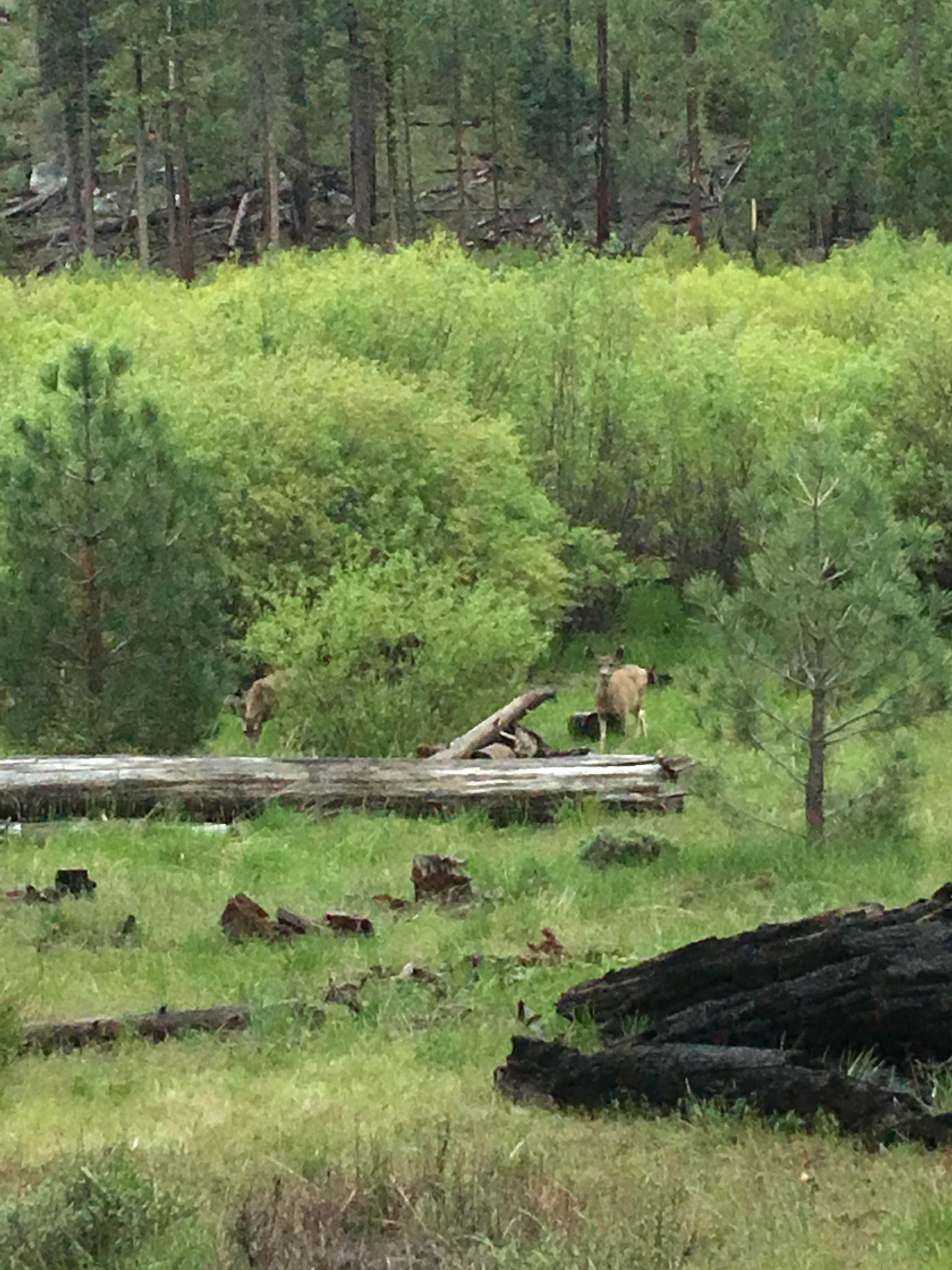 Camper-submitted photo at Antelope Lake Recreation Area near Lassen National Forest