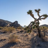 Review photo of Sheep Pass Campground — Joshua Tree National Park by Corey B., June 26, 2022