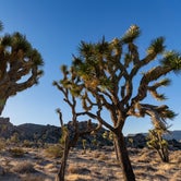 Review photo of Sheep Pass Campground — Joshua Tree National Park by Corey B., June 26, 2022