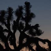 Review photo of Sheep Pass Group Campground — Joshua Tree National Park by Corey B., June 26, 2022