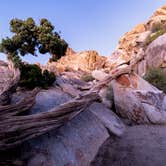 Review photo of Sheep Pass Group Campground — Joshua Tree National Park by Corey B., June 26, 2022