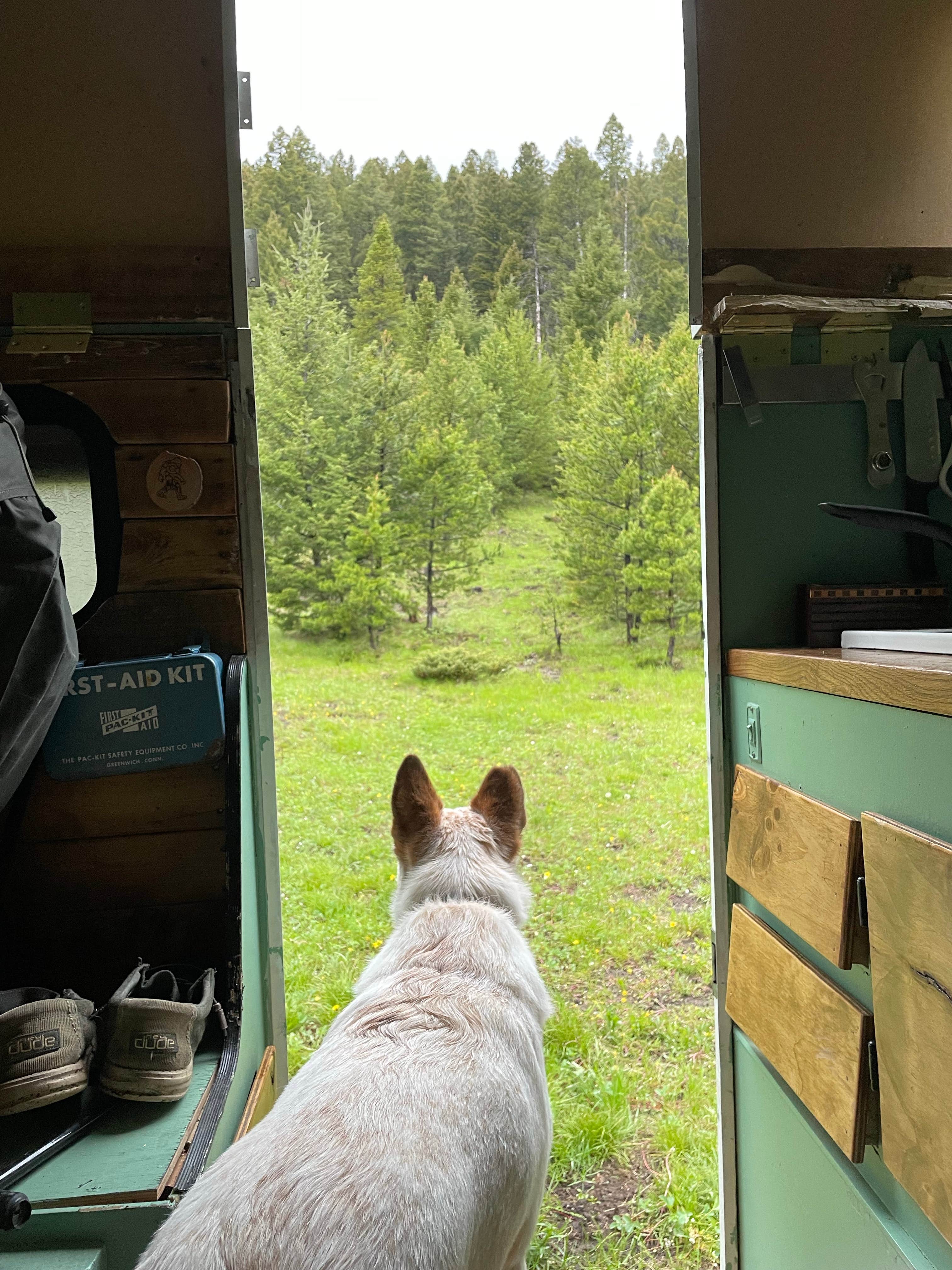 Sammo Y.'s photo of camping with pets at Lowland Campground near Butte, MT