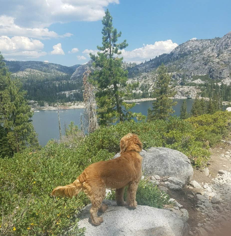 Alisyn G.'s photo of camping with pets at Loon Lake near South Lake Tahoe, CA