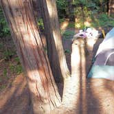 Review photo of Mount Shasta City KOA by Andrew M., June 26, 2022
