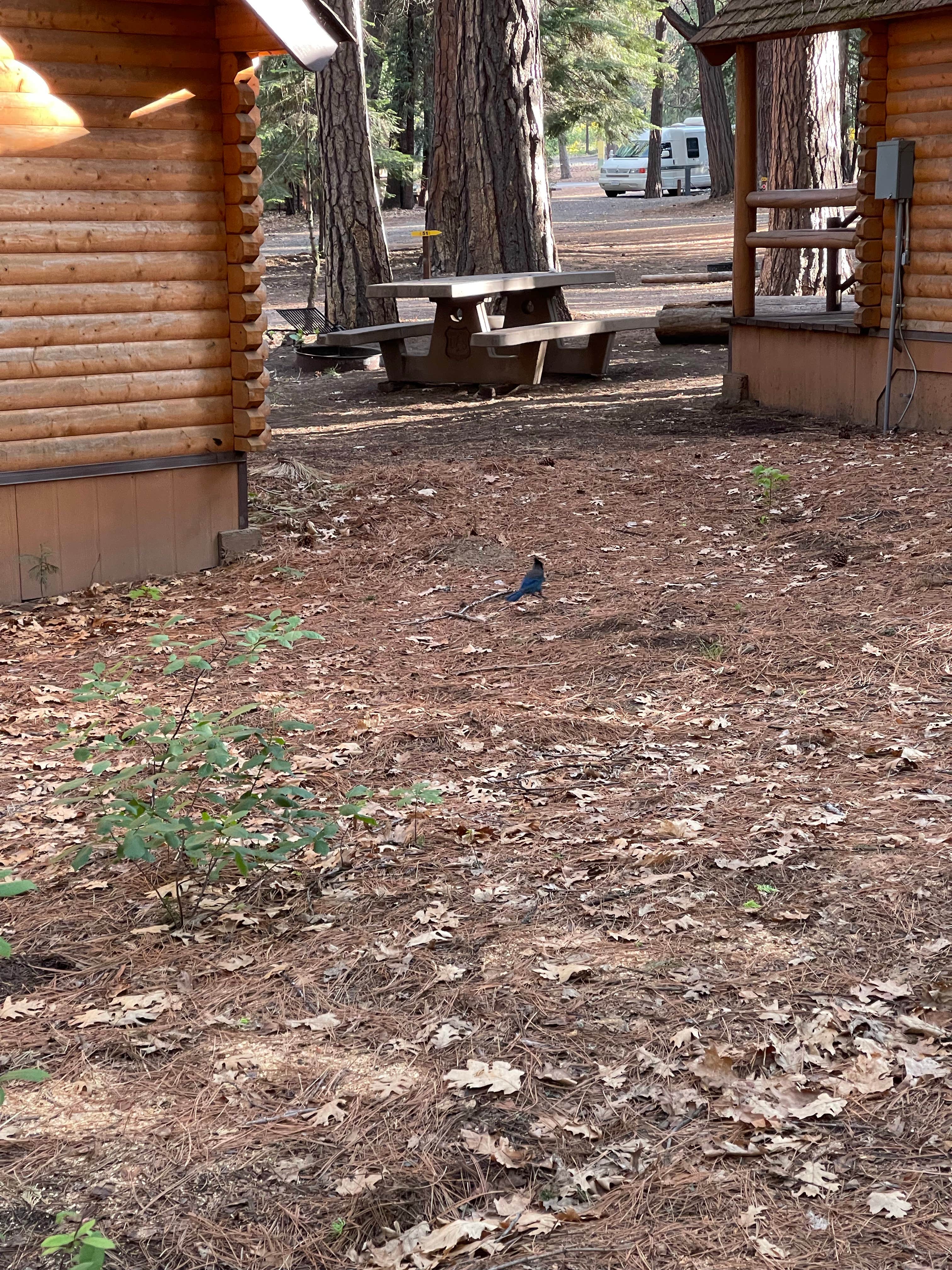 Andrew M.'s photo of glamping accommodations at Mount Shasta City KOA Holiday near Weed, CA