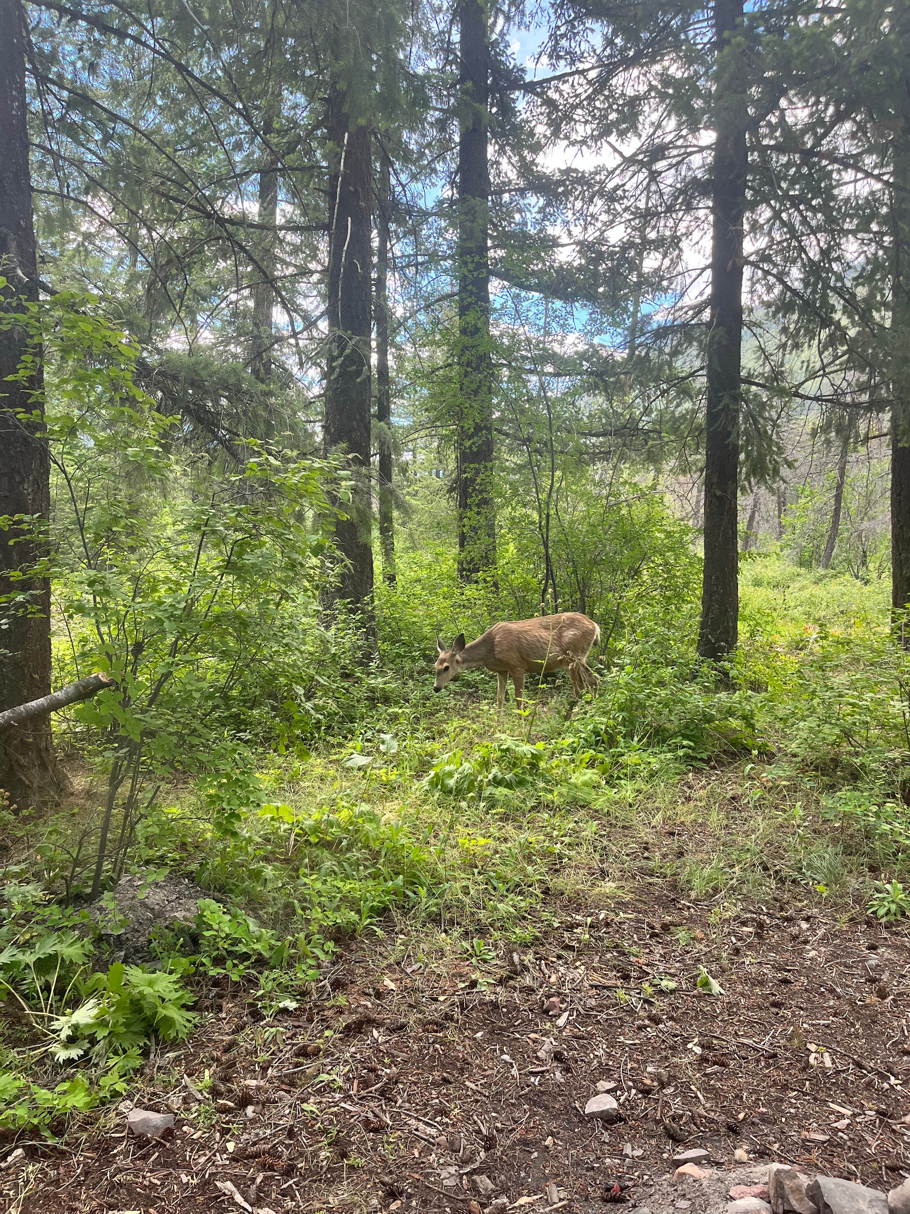 Camper submitted image from Okanogan National Forest Ballard Campground - 5