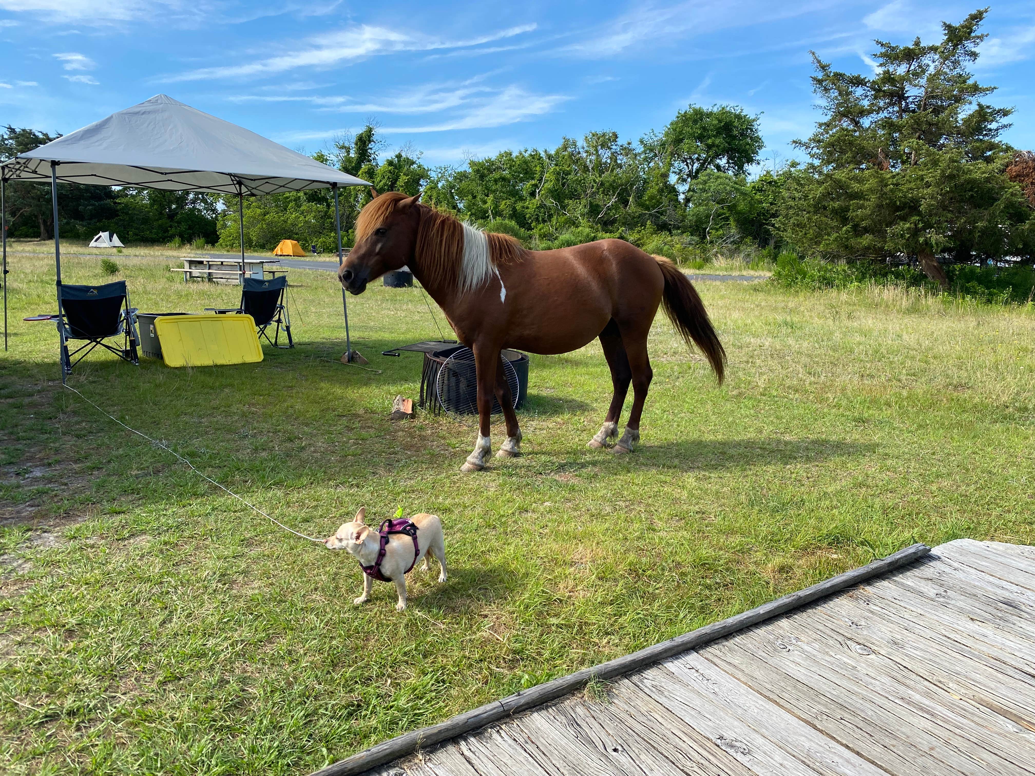 Monica K.'s photo of camping with pets at Bayside Assateague Campground — Assateague Island National Seashore in Maryland