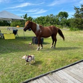 Review photo of Bayside Assateague Campground — Assateague Island National Seashore by Monica K., June 27, 2022
