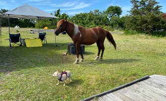 Monica K.'s photo of camping with pets at Bayside Assateague Campground — Assateague Island National Seashore near Chincoteague, VA