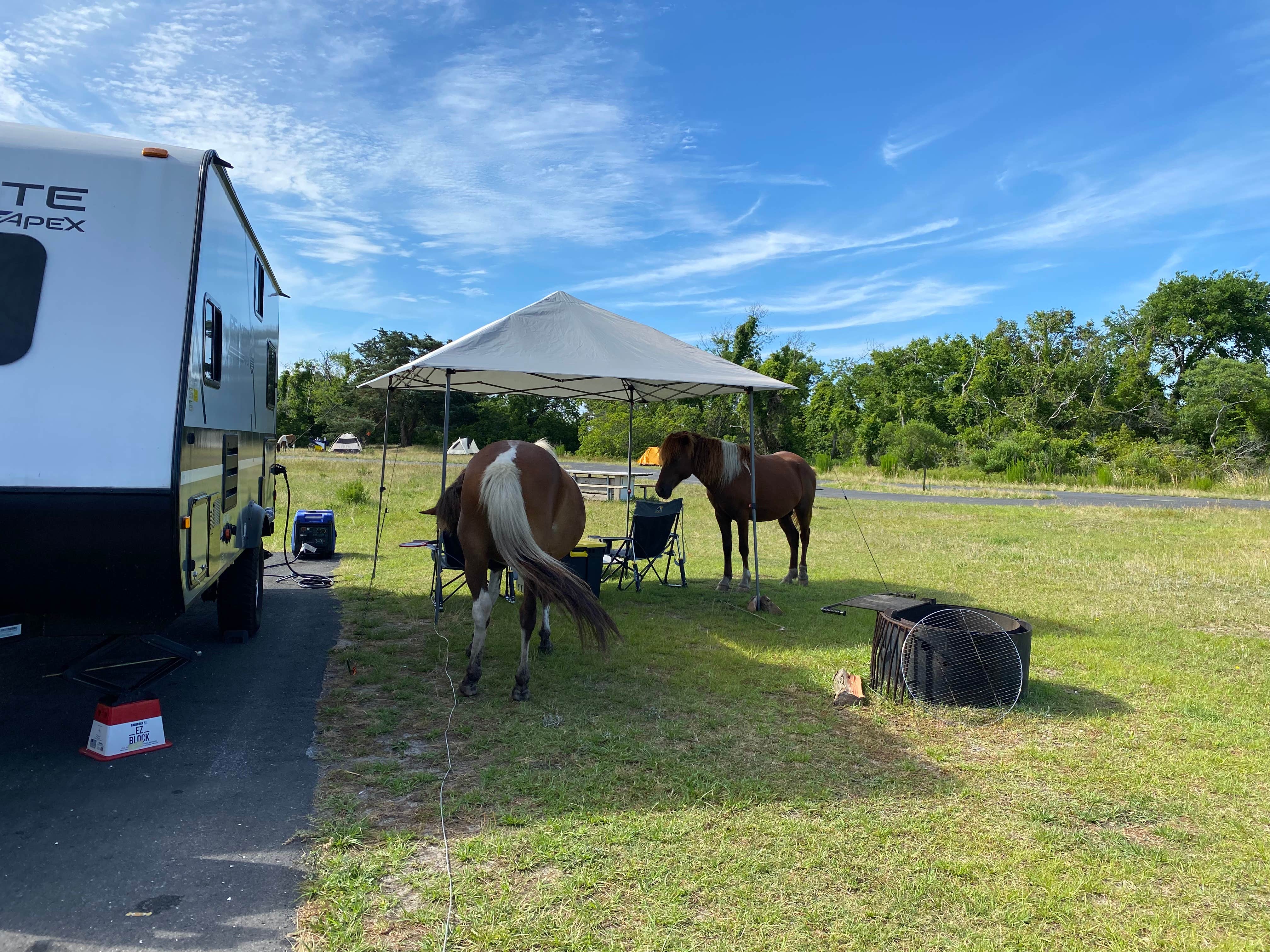 Monica K.'s photo of camping with a horse at Bayside Assateague Campground — Assateague Island National Seashore near Pocomoke City, MD