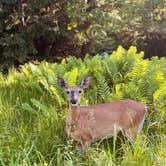 Review photo of Big Bay State Park Campground by Lyla W., June 27, 2022