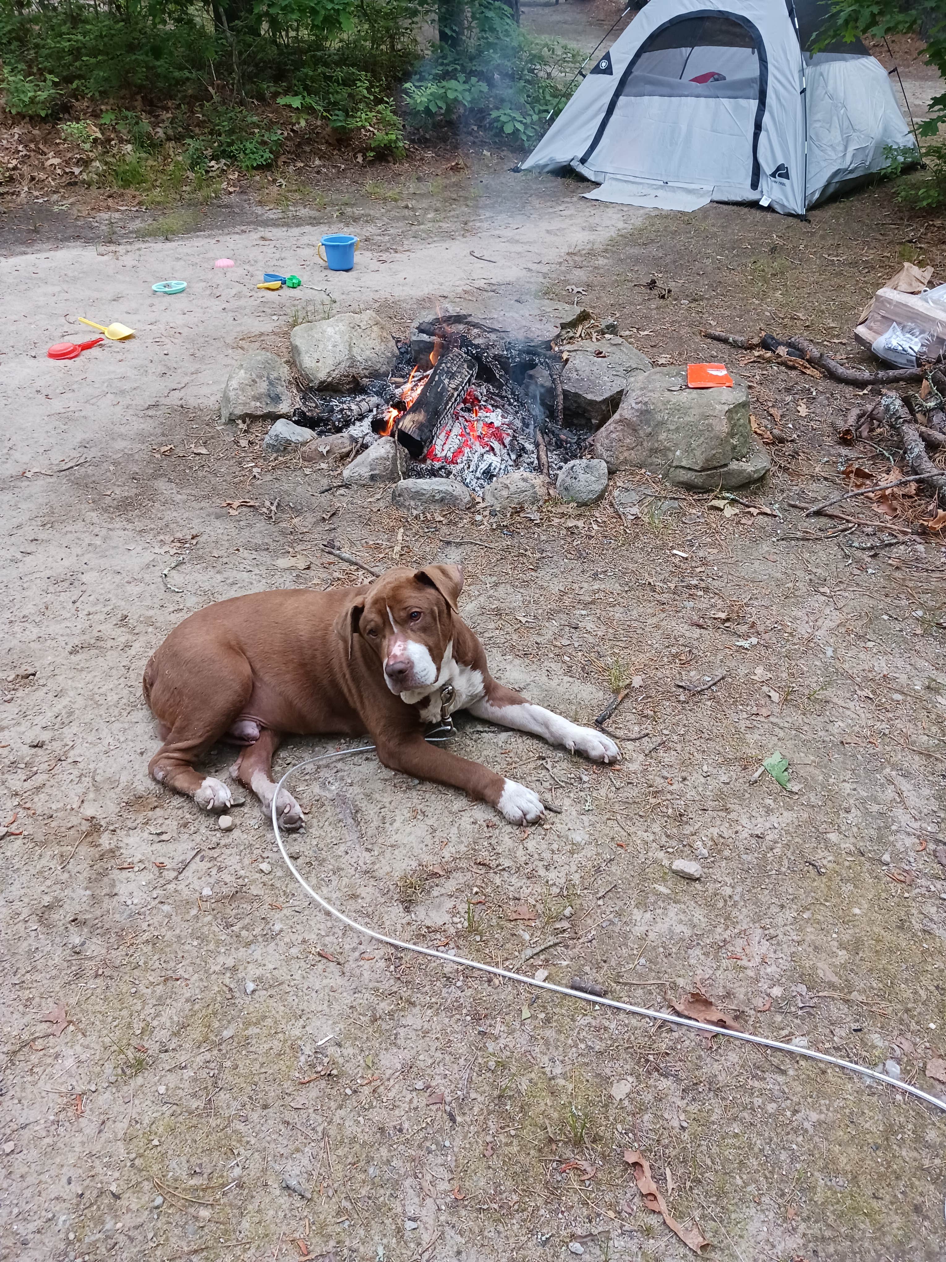 The Bearded L.'s photo of camping with pets at Burlingame State Park Campground near Narragansett Pier, RI