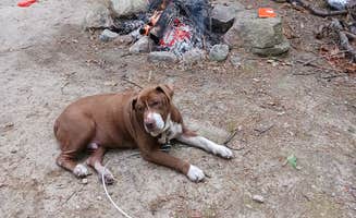 The Bearded L.'s photo of camping with pets at Burlingame State Park Campground in Rhode Island