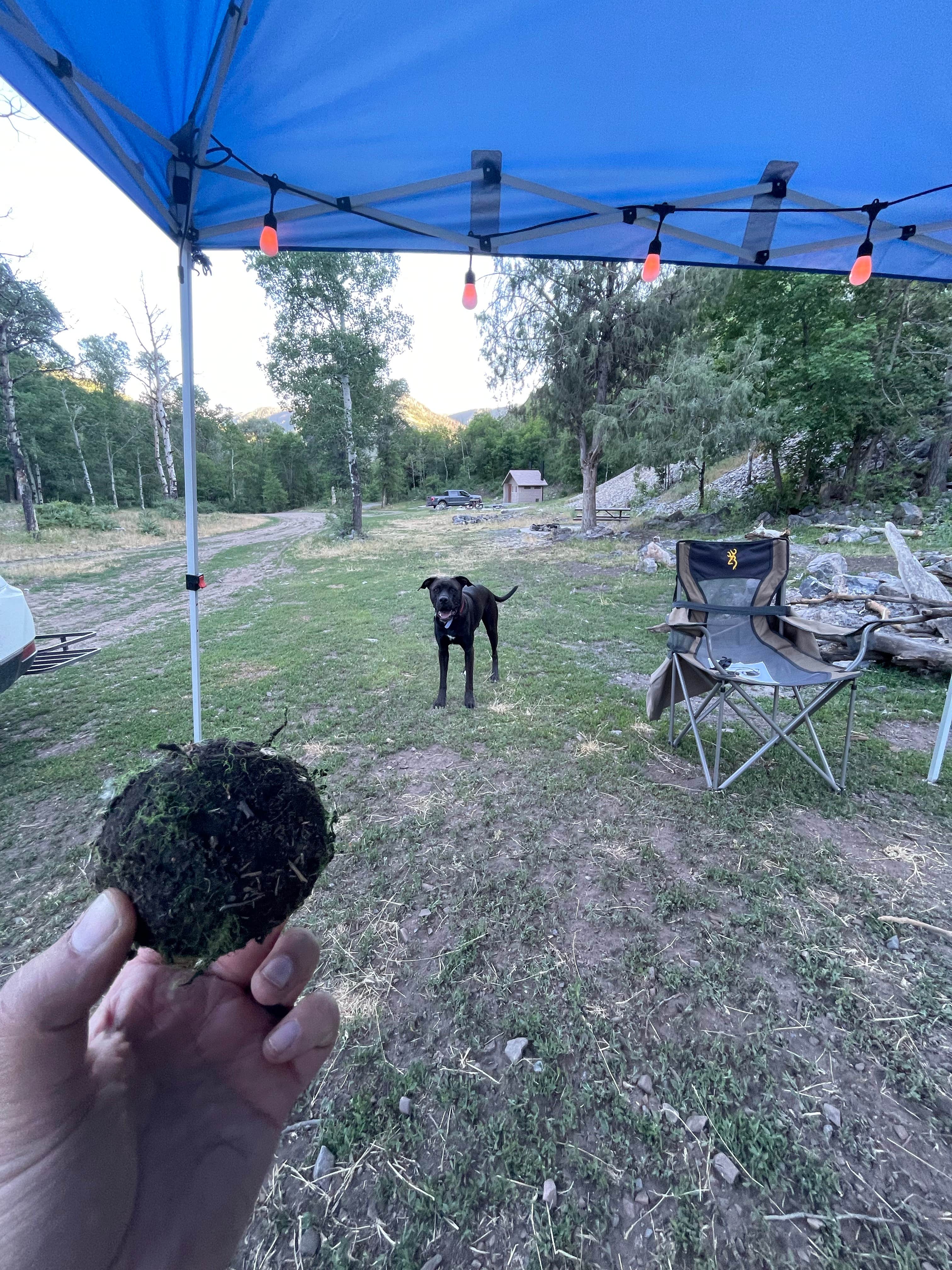 Kati C.'s photo of camping with pets at Ophir Canyon Campground near Tooele, UT