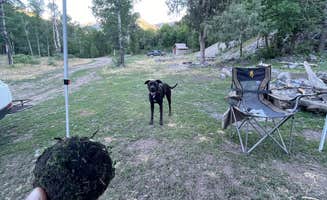 Kati C.'s photo of camping with pets at Ophir Canyon Campground near Magna, UT