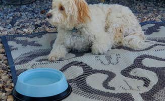 Steven M.'s photo of camping with pets at Manti - La Sal KOA near Oak City, UT