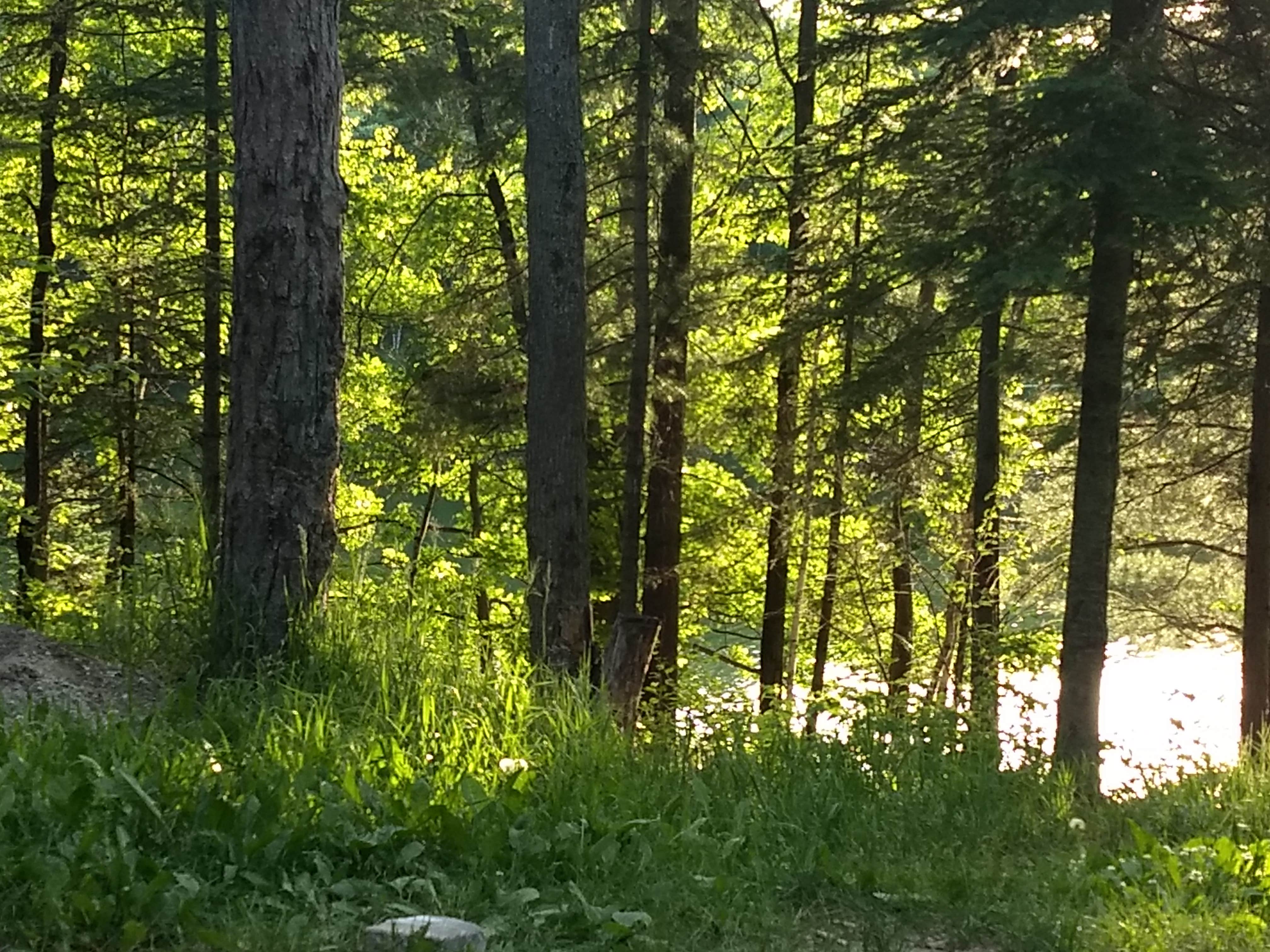Camper-submitted photo at Trout Lake near Beaverton, MI