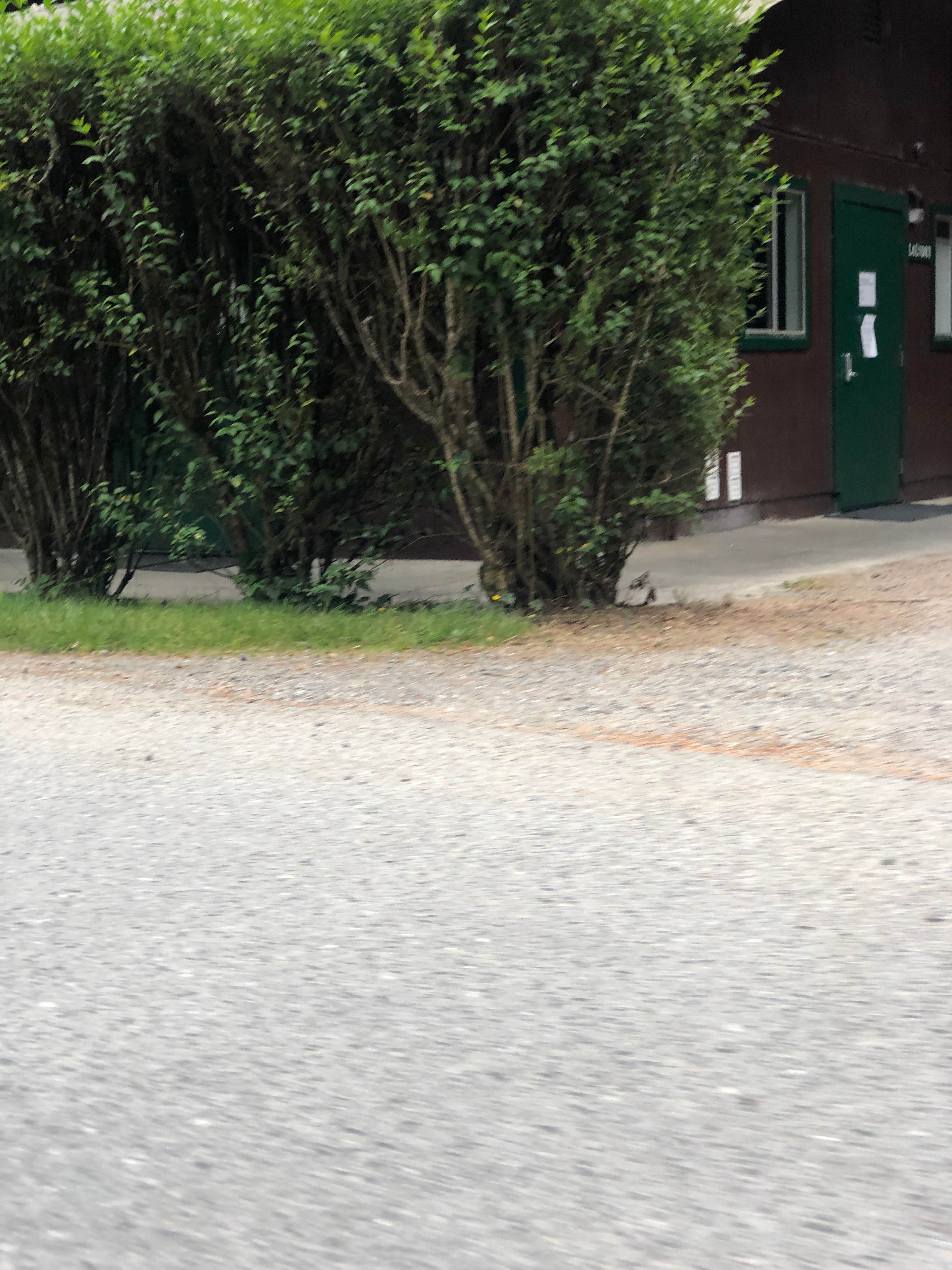 Camper-submitted photo at Village Camper Inn RV Park near Gasquet, CA