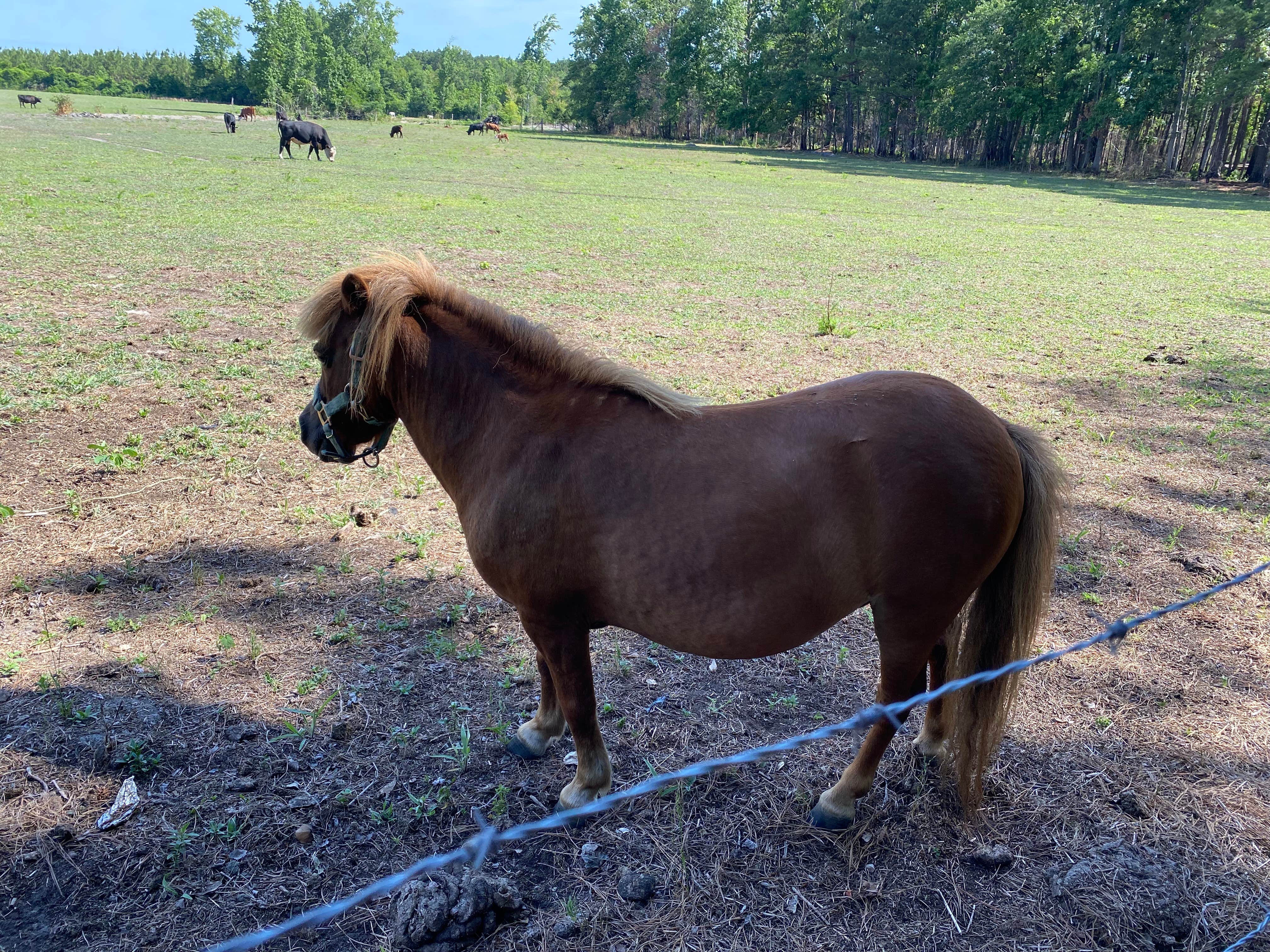 New  D.'s photo of camping with a horse at Double L Farms Campground near Fayetteville, NC