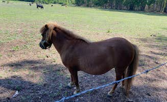 New D.'s photo of camping with a horse at Double L Farms Campground near Cheraw, SC