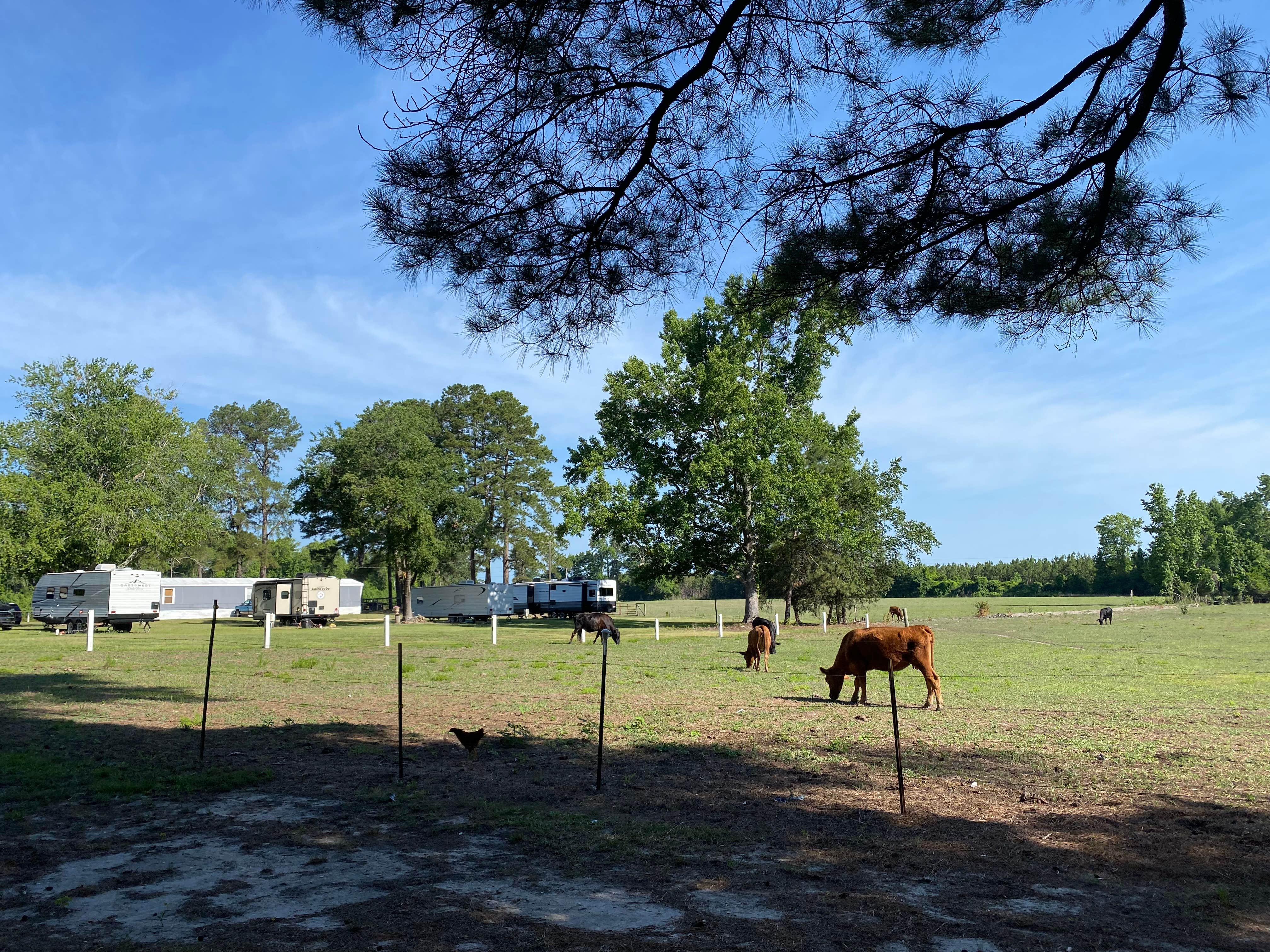 New  D.'s photo of camping with a horse at Double L Farms Campground near Spring Lake, NC