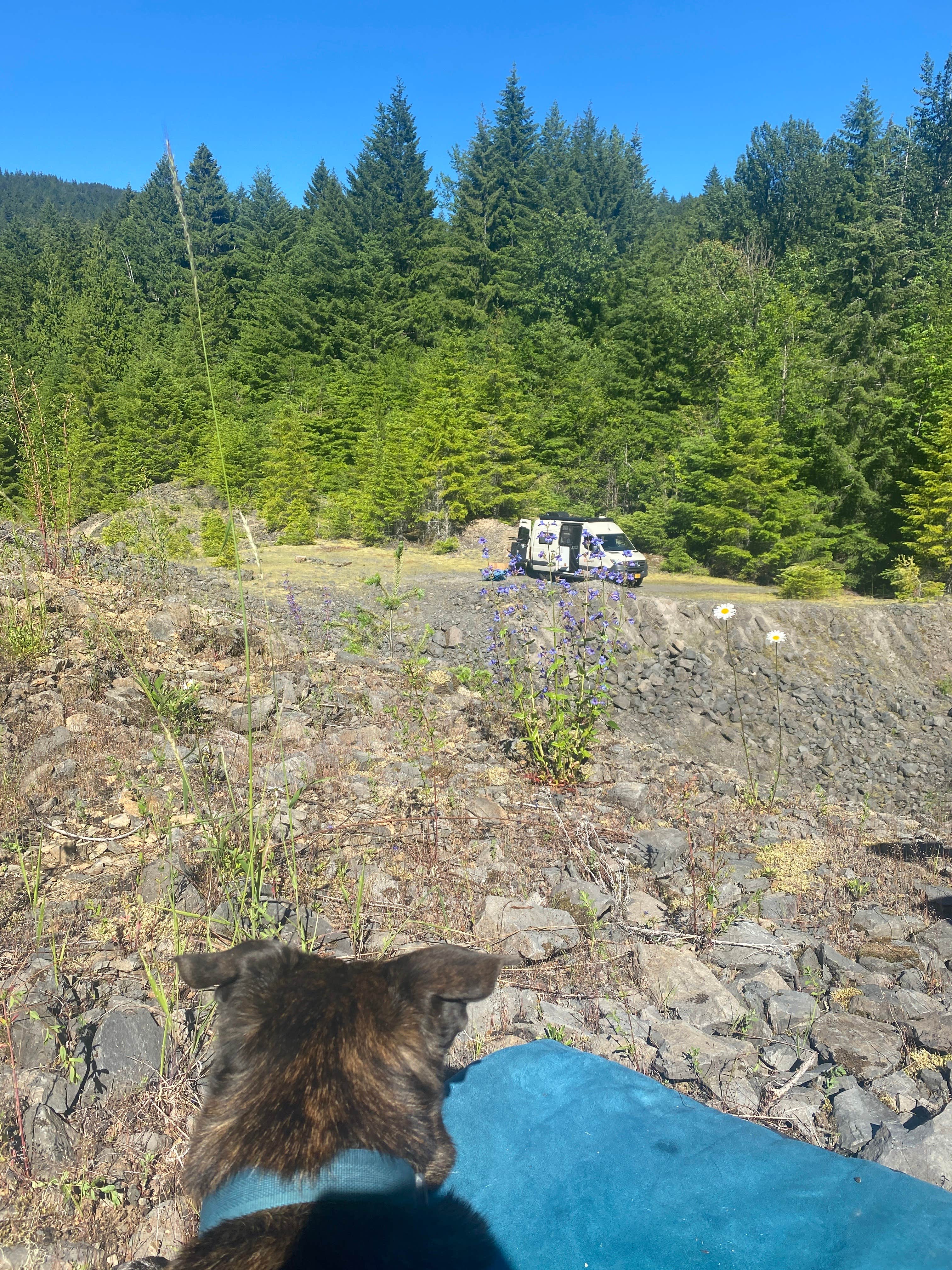 Camper submitted image from Dispersed Camping above Panther Creek Falls - 5