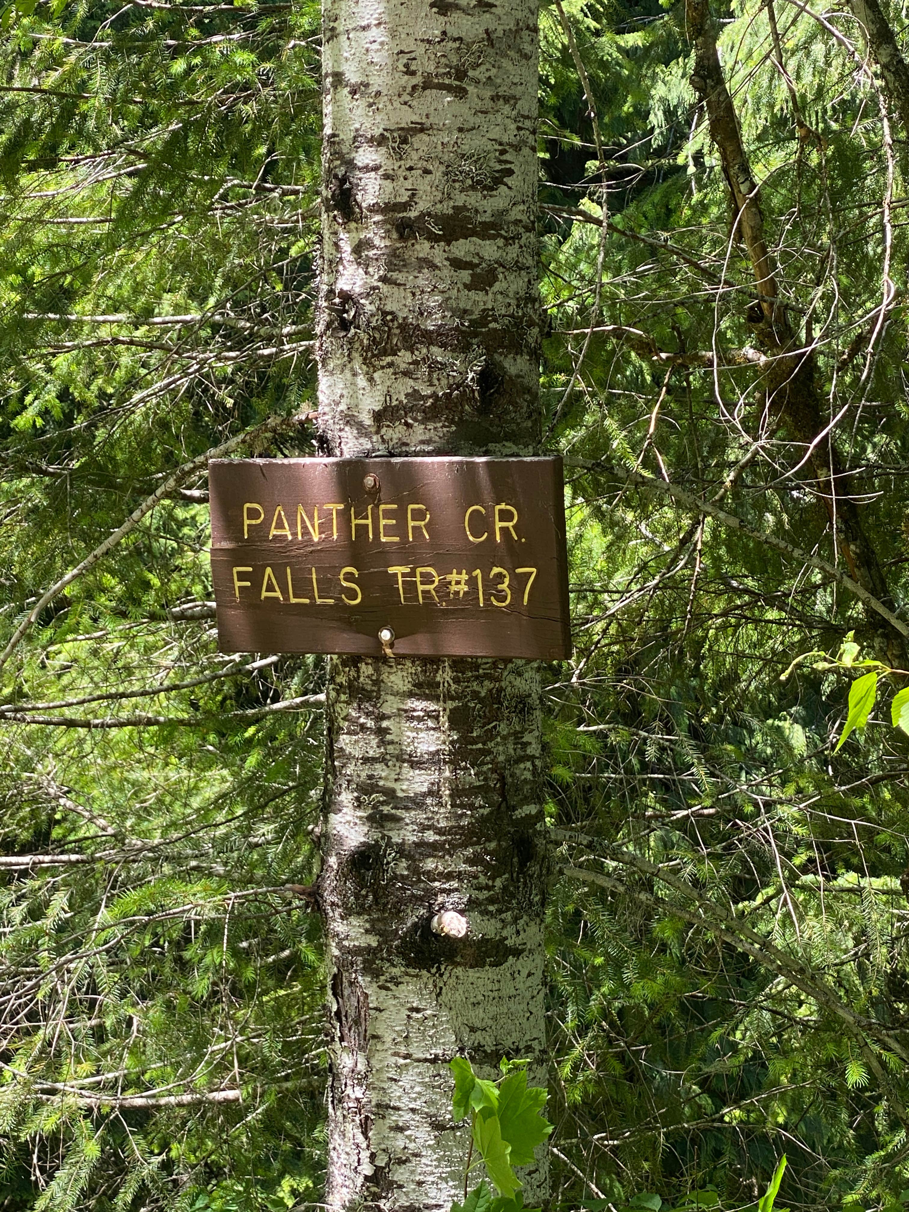 Camper submitted image from Dispersed Camping above Panther Creek Falls - 2