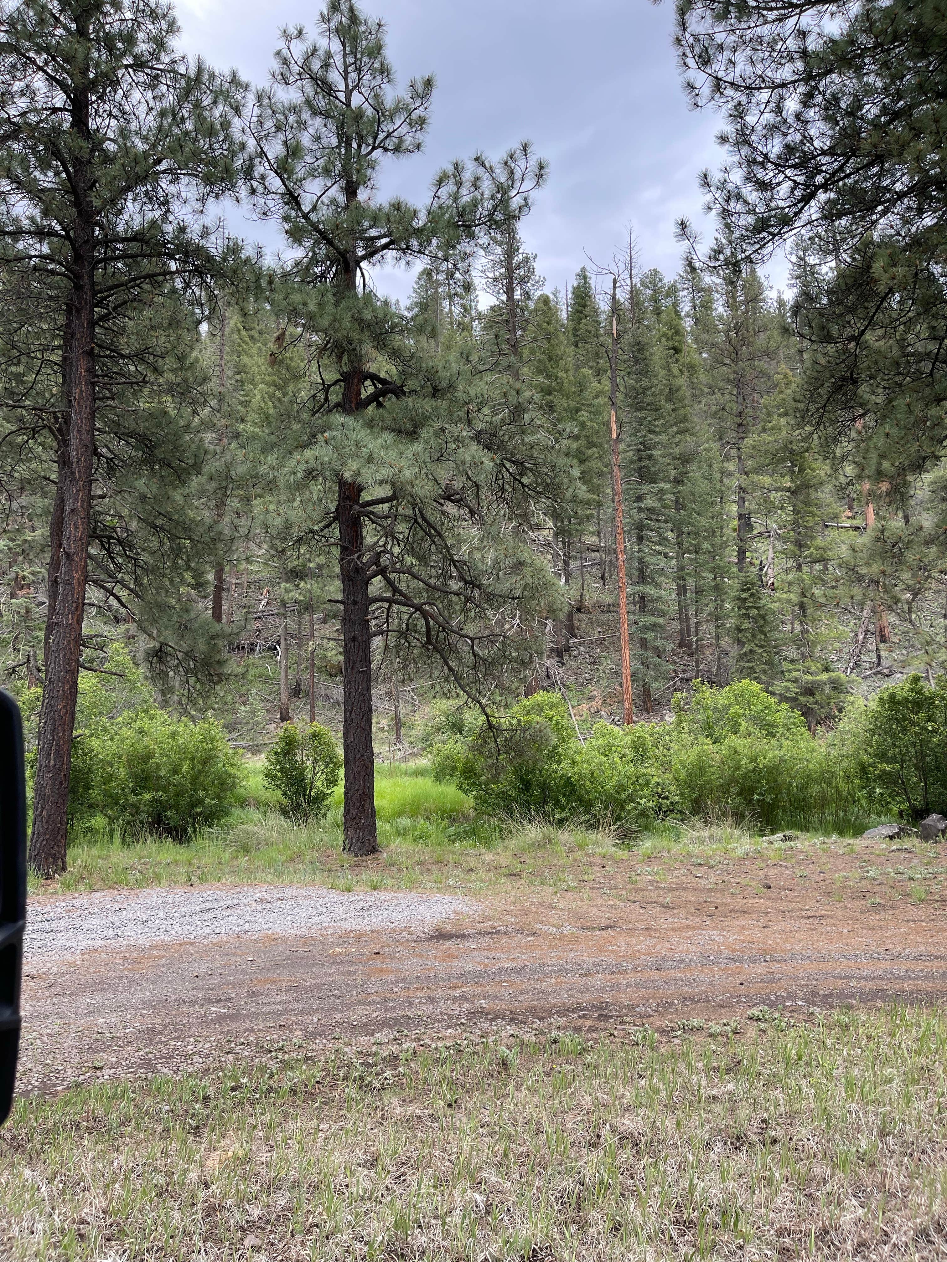 Camper-submitted photo at Horse Springs Campground near Alpine, AZ