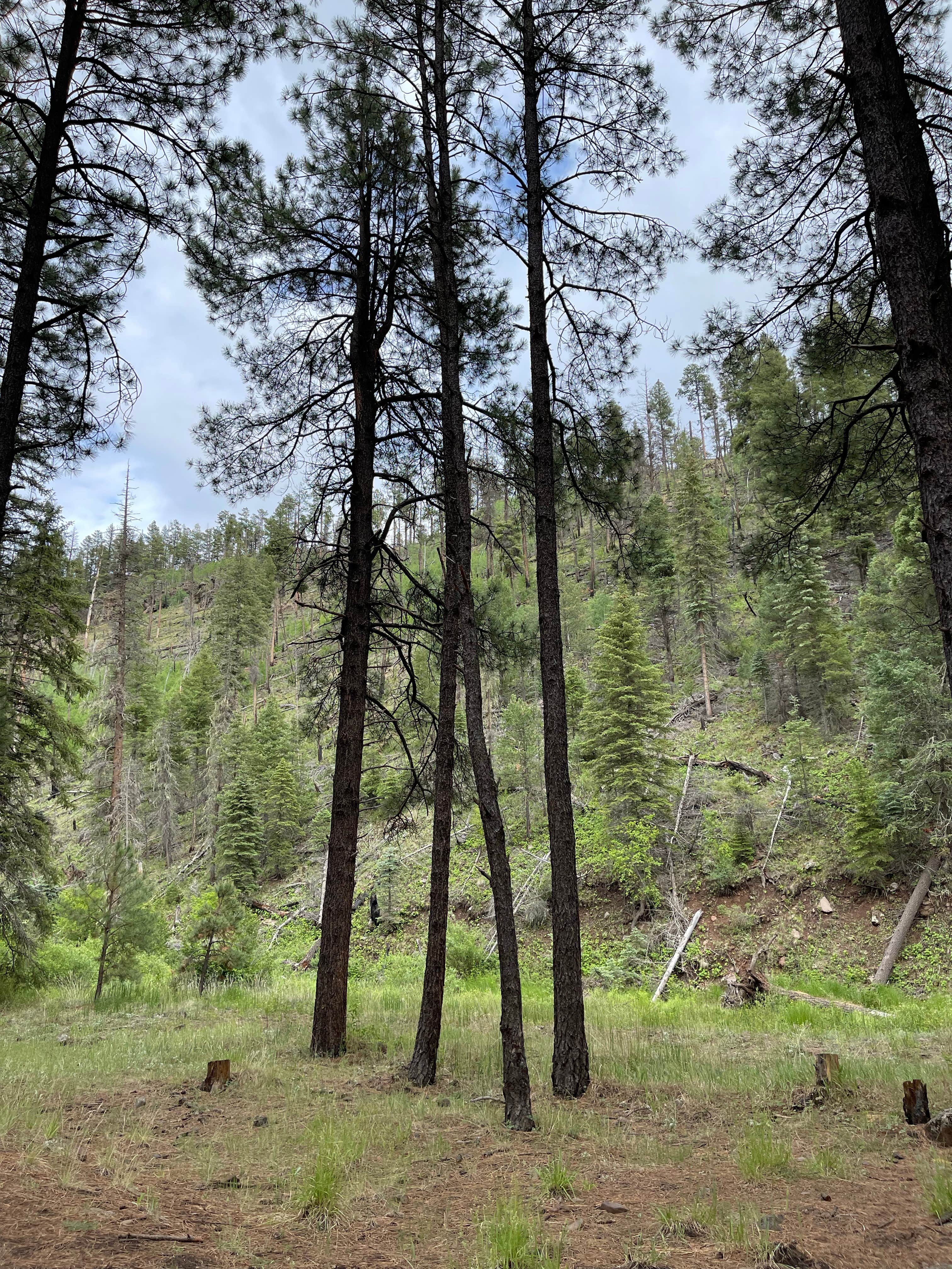Camping near Cutthroat: Horse Springs Campground, Alpine, Arizona