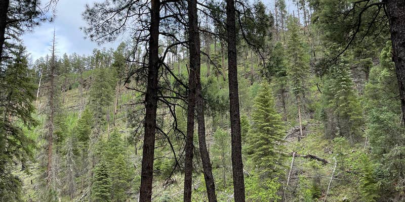 Camper submitted image from Horse Springs Campground