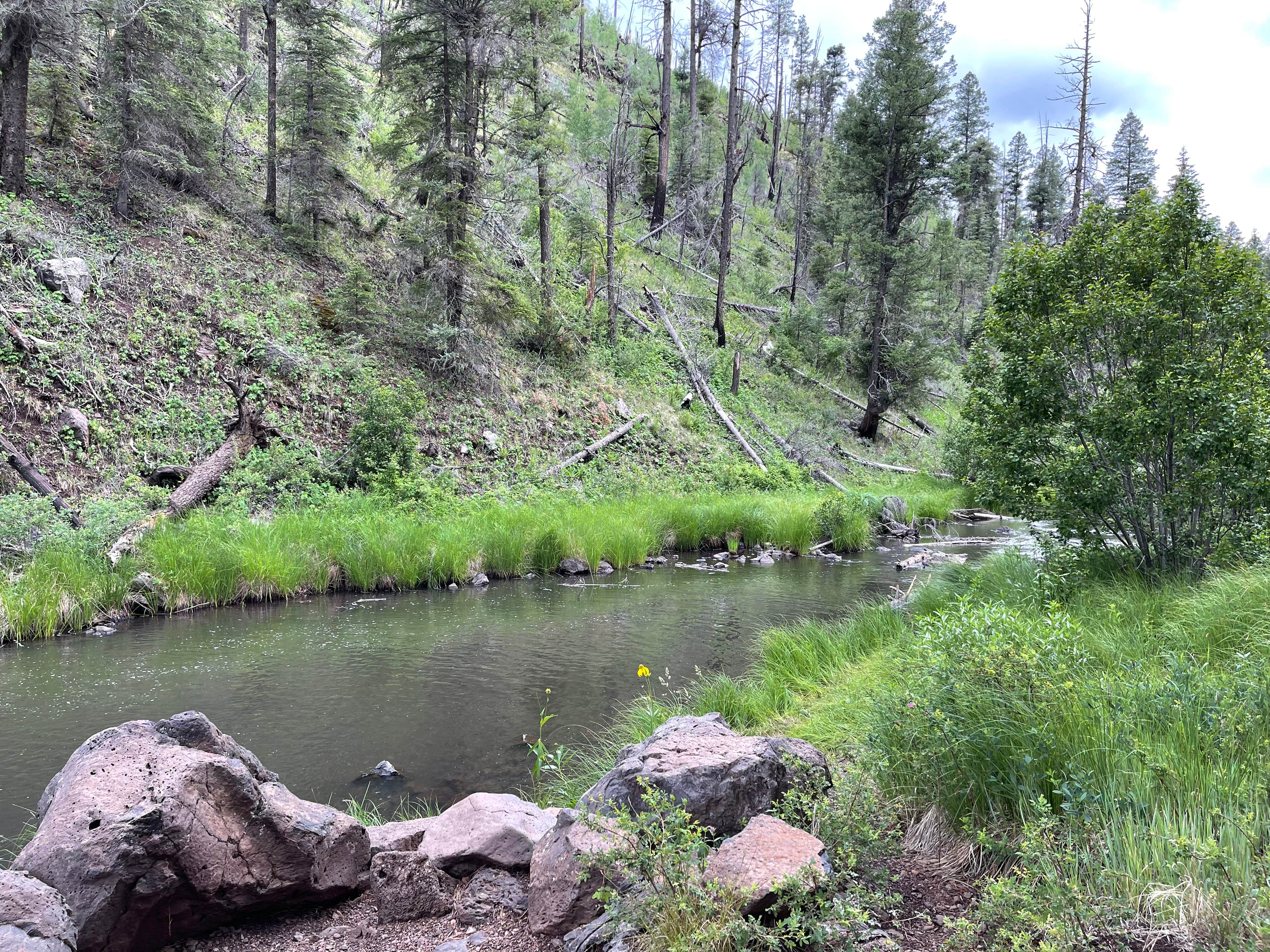 Camper-submitted photo at Horse Springs Campground near Alpine, AZ