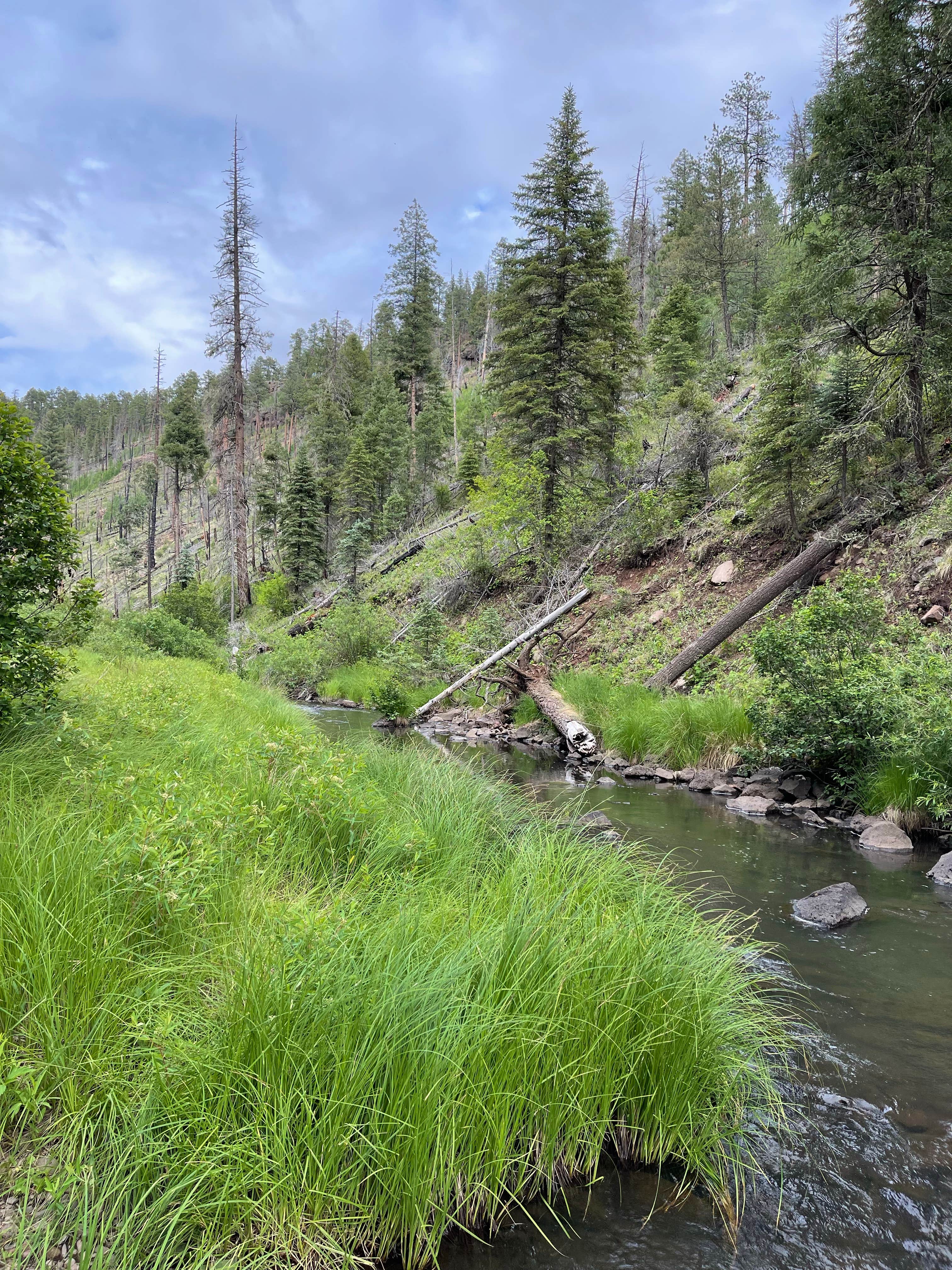Camper-submitted photo at Horse Springs Campground near Alpine, AZ