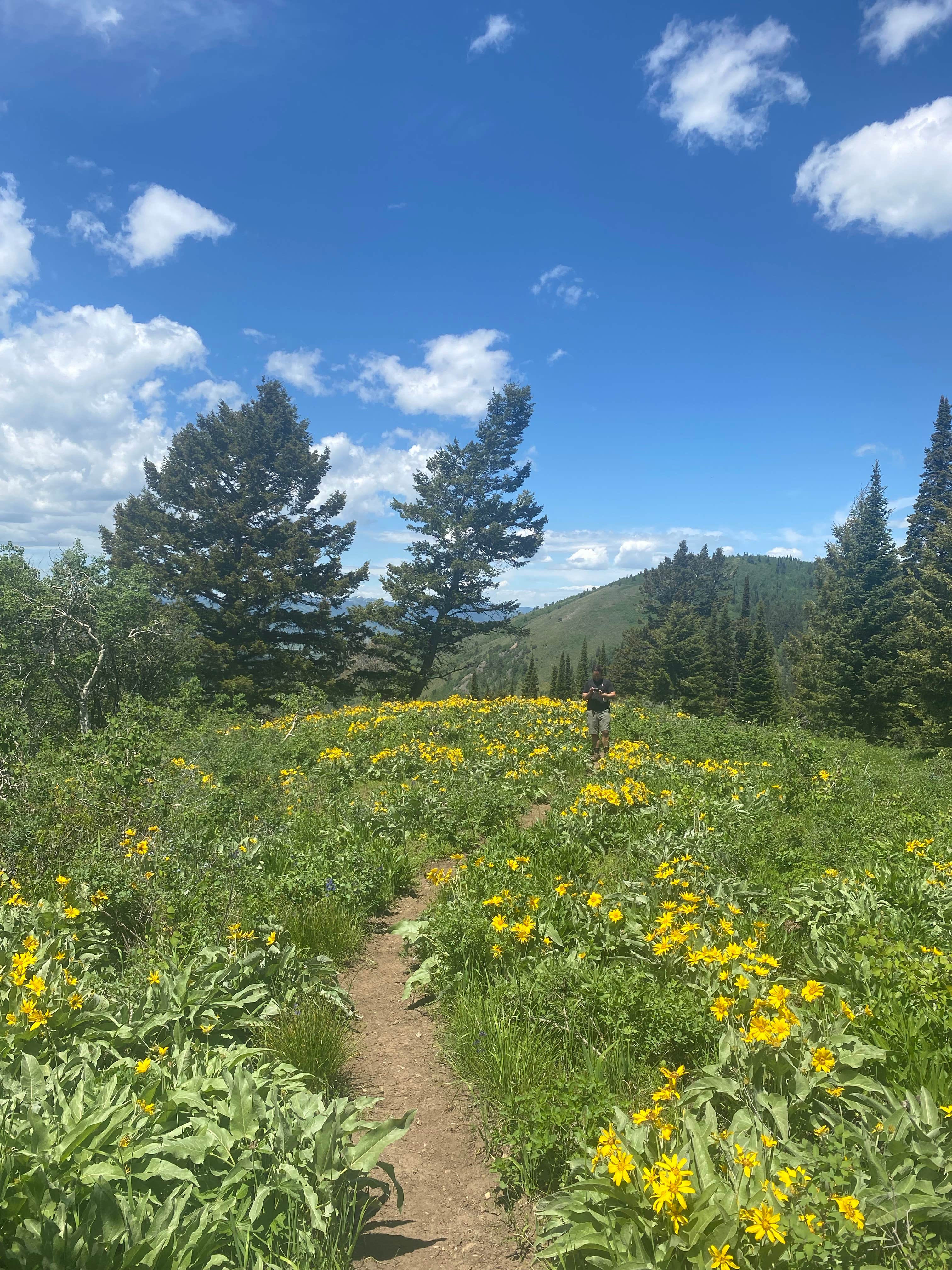 Camper submitted image from Moose Creek Trailhead Dispersed Area - 2