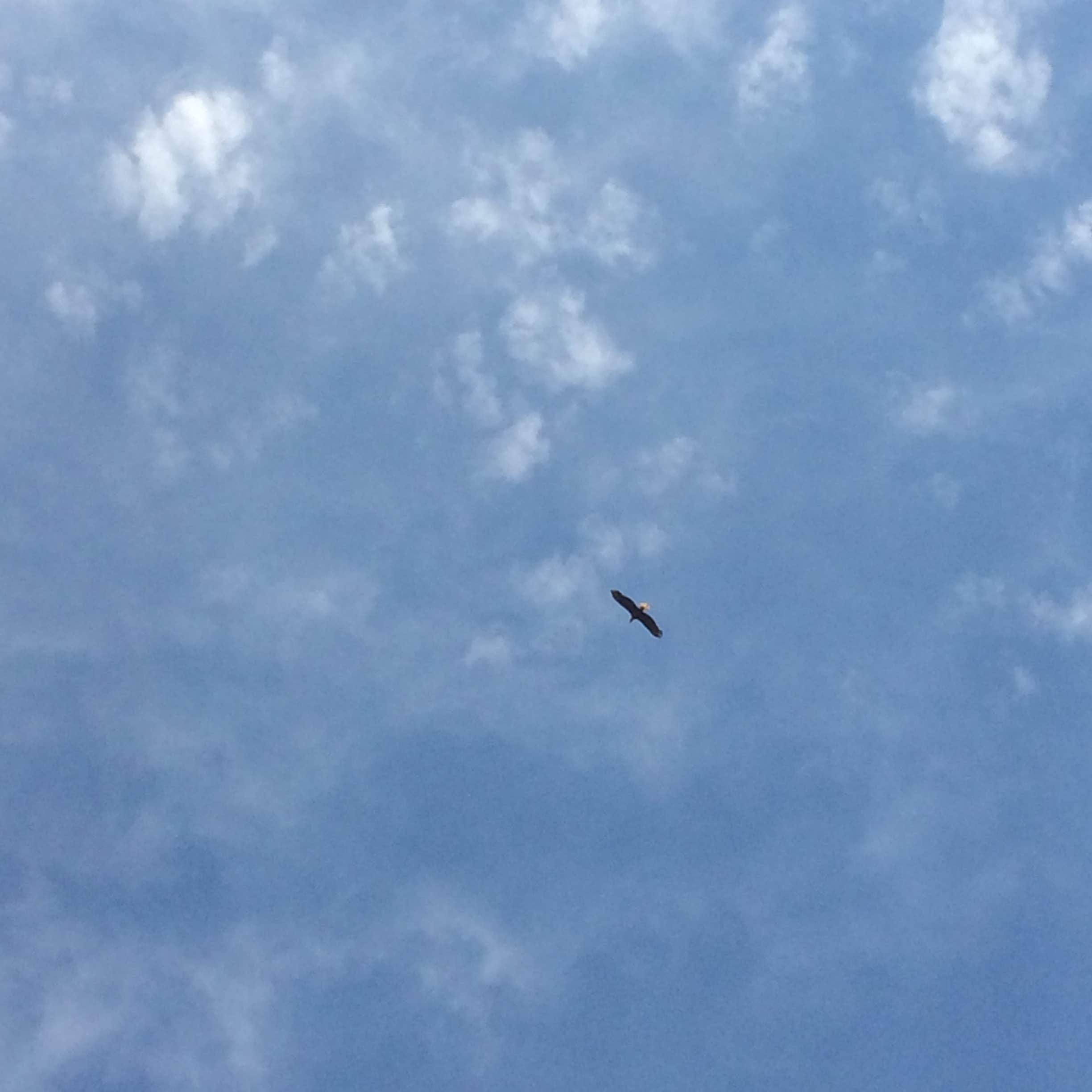 Camper-submitted photo at Twin Bridges Canoe Campground near West Plains, MO