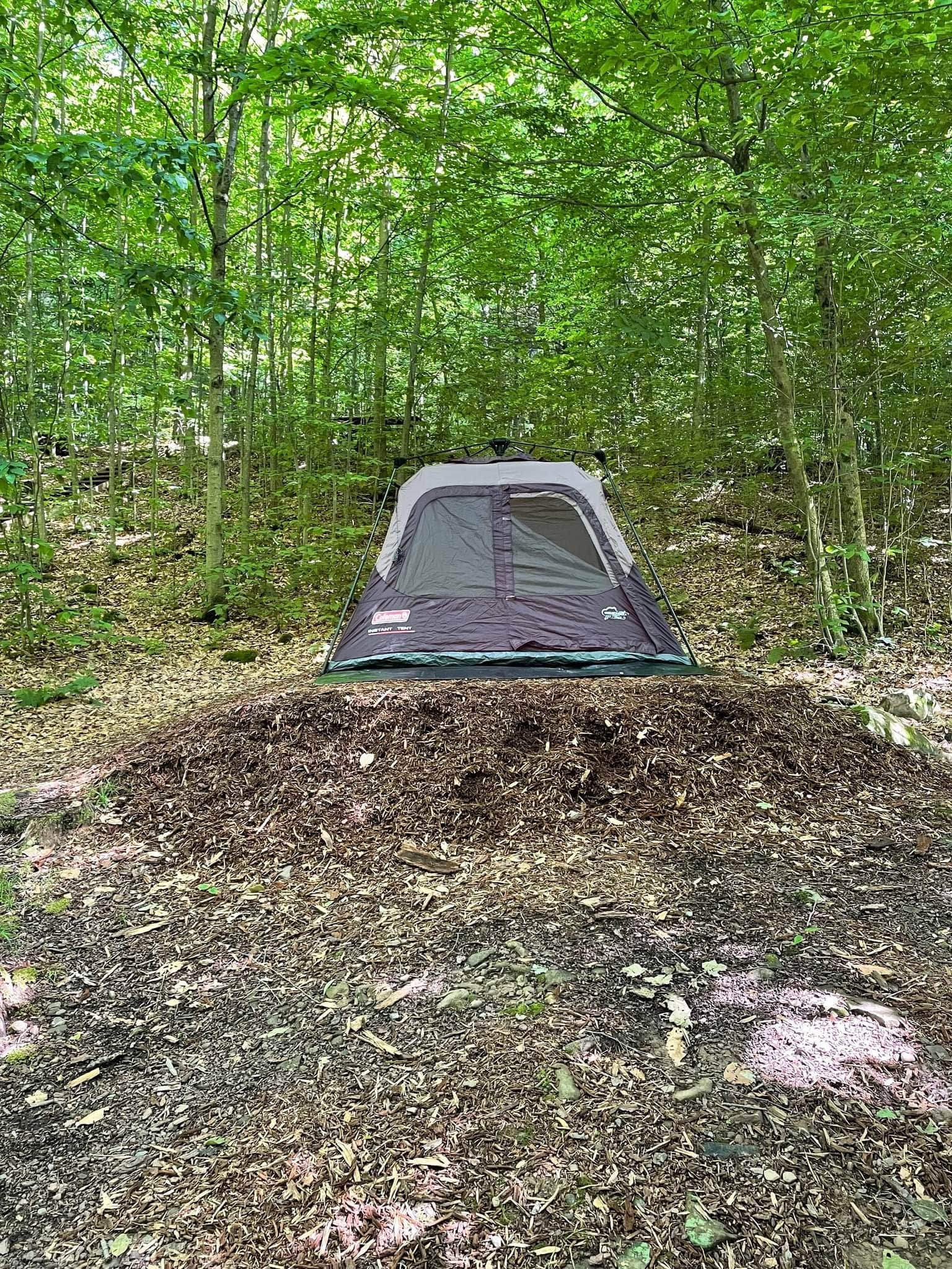 Jesse S.'s photo at Worlds End State Park Campground near Sweet Valley, PA