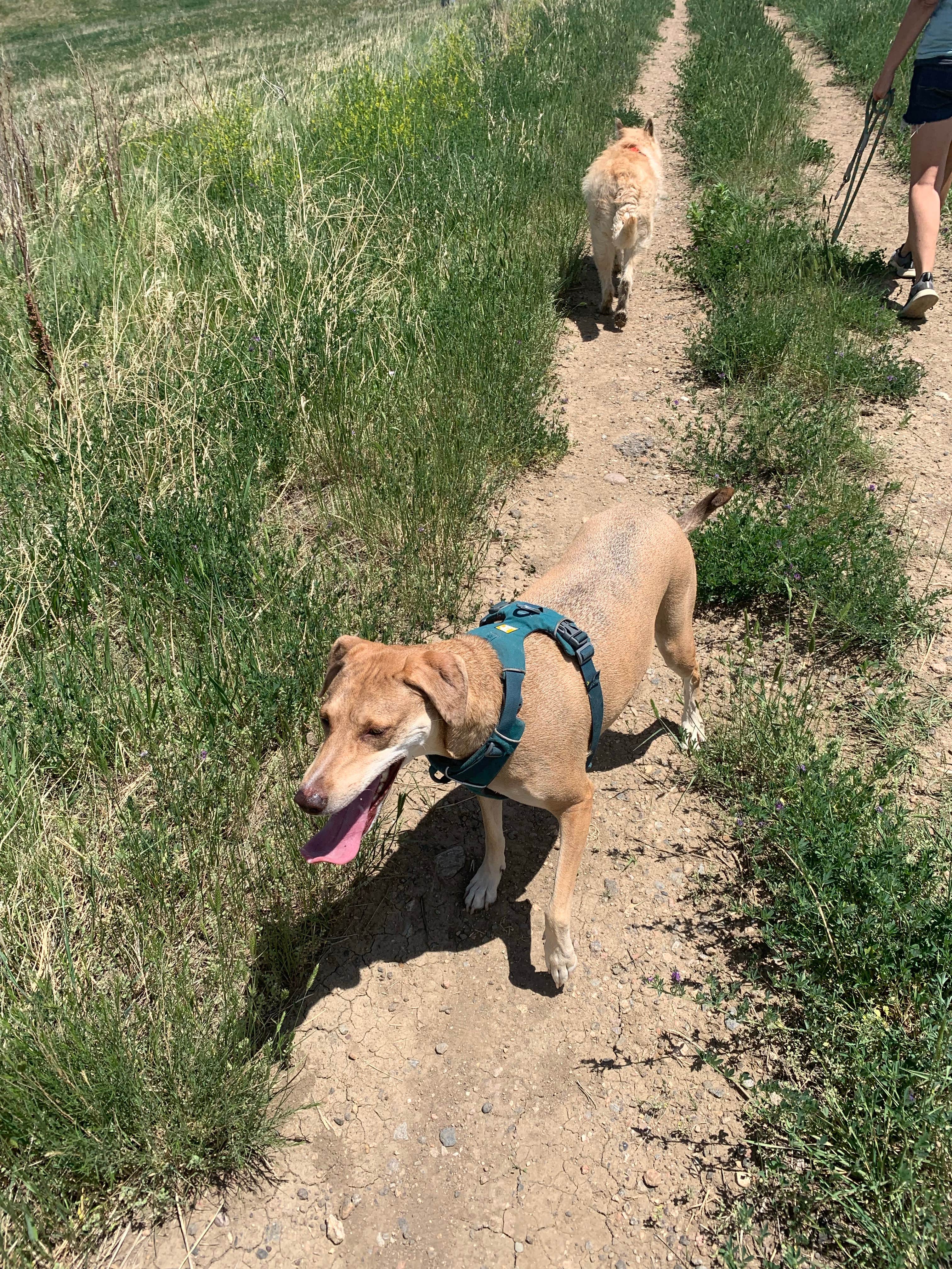 Shawn B.'s photo of camping with pets at Dakota Ridge RV Park near Denver, CO